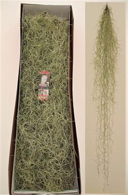 <h4>TILLANDSIA USNEOIDE</h4>