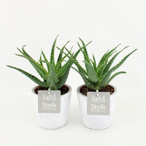 Aloe Arborescens 10,5 in White Wash pot