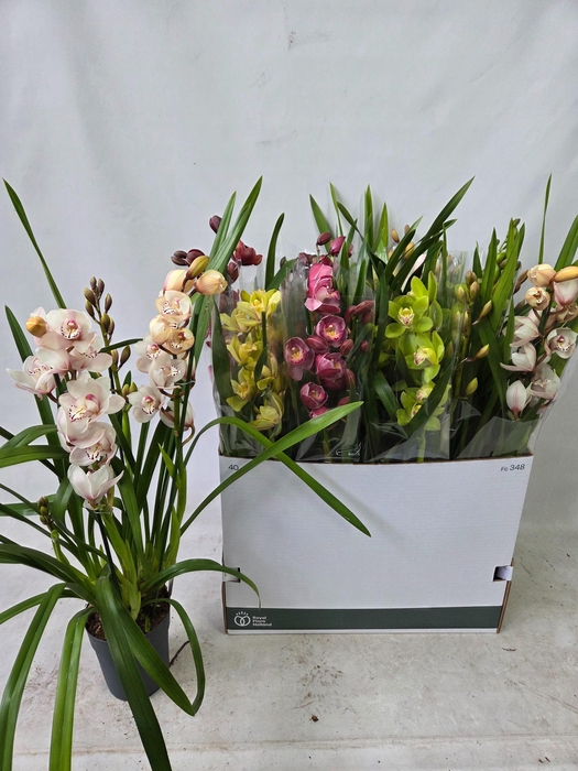 <h4>CYMB GEMENGD</h4>