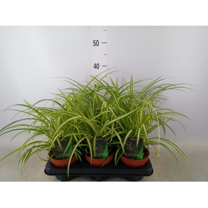 Chlorophytum cos. 'Atlantic'