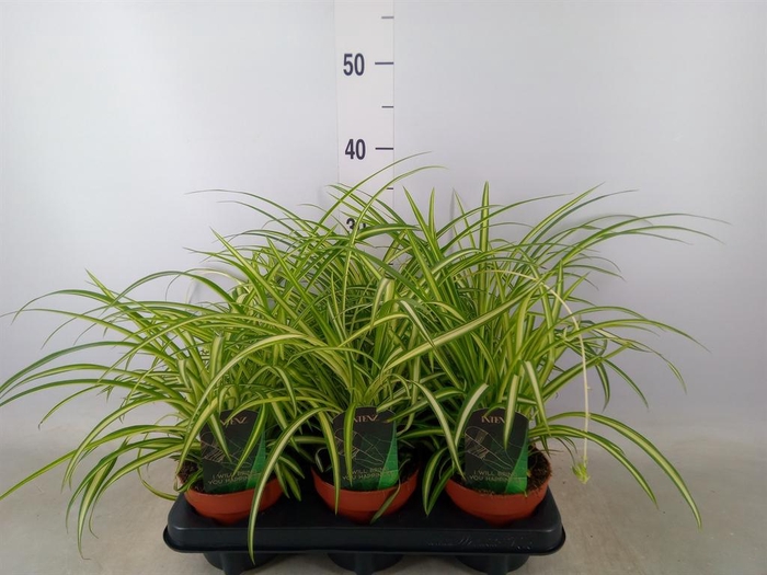 <h4>Chlorophytum cos. 'Atlantic'</h4>