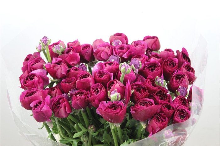 <h4>Ran Cloni Ex Renoir</h4>