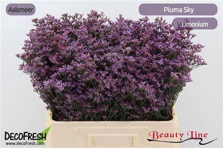 <h4>Lim Piuma Sky</h4>