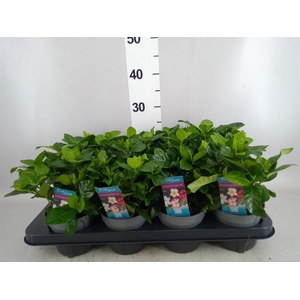 Gardenia jasminoides