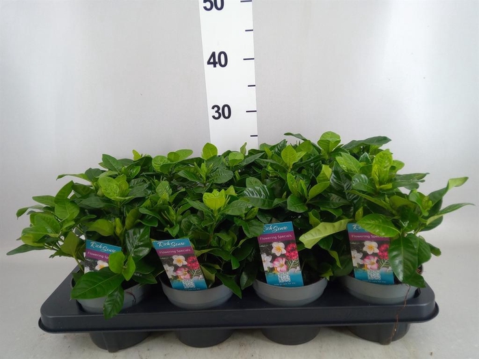 <h4>Gardenia jasminoides</h4>