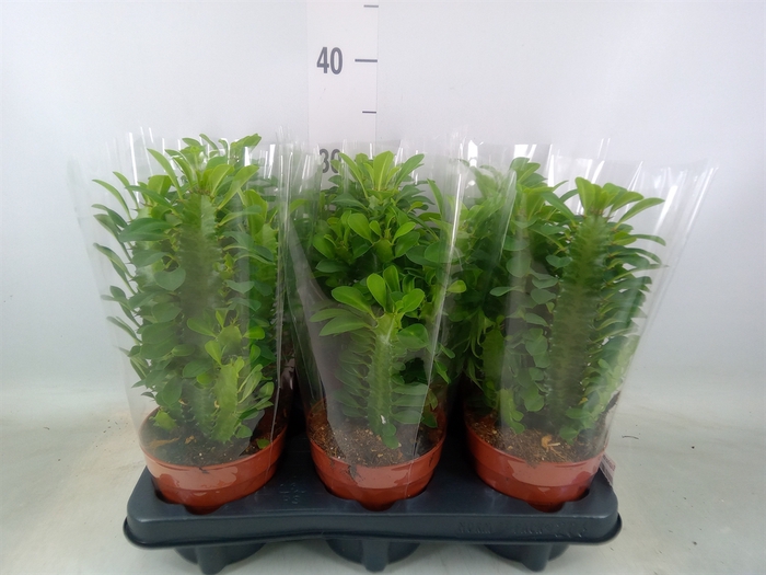 <h4>Euphorbia trigona</h4>