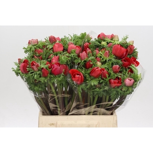 Anemone Galil Rood