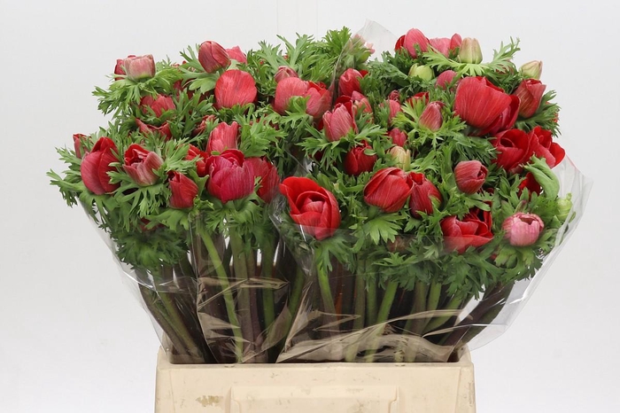 <h4>Anemone Galil Rood</h4>