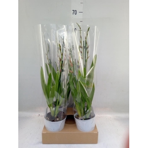 Burrageara  'Nelly Isler'