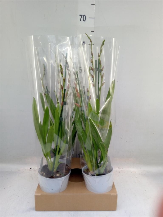 <h4>Burrageara  'Nelly Isler'</h4>