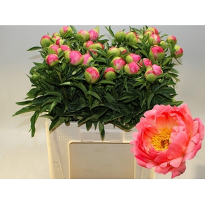 PAEONIA CORAL SUNSET PAEO CORAL SUN