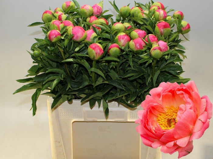 <h4>PAEONIA CORAL SUNSET PAEO CORAL SUN</h4>