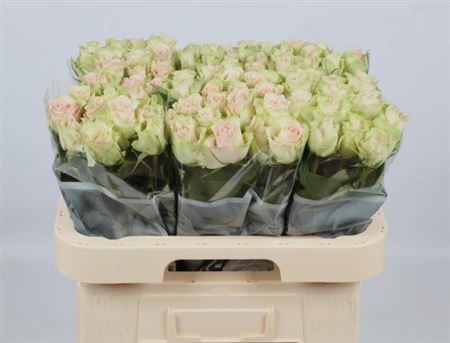 <h4>R Gr La Belle</h4>