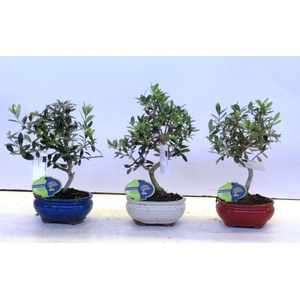 Olea europaea, pot 15cm.