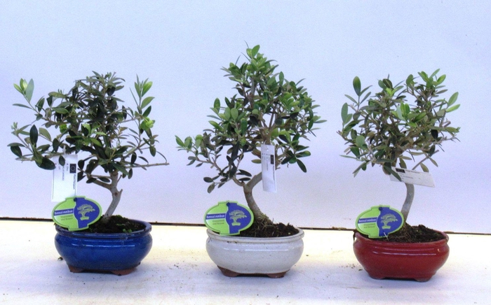<h4>Olea europaea, pot 15cm.</h4>