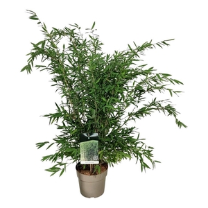 Fargesia nitida 'Gansu 95/2'