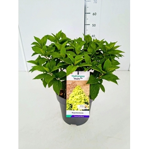 Hydrangea paniculata