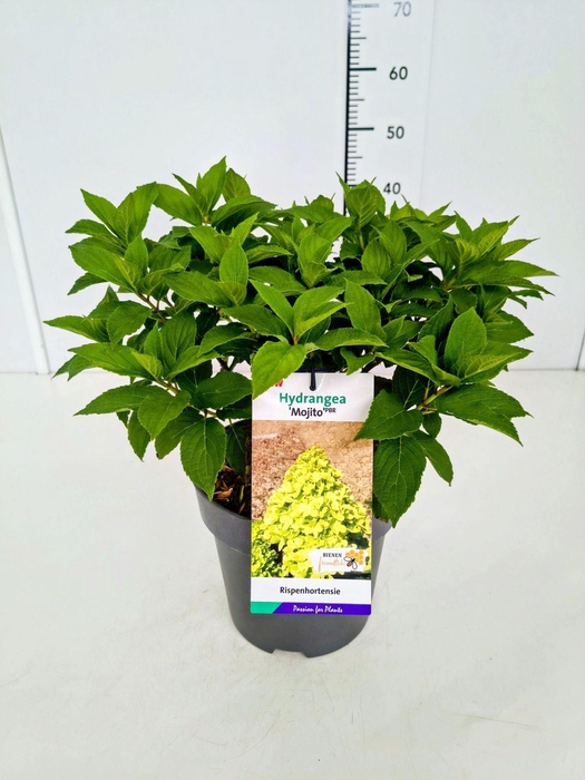 <h4>Hydrangea paniculata</h4>
