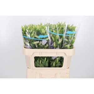 Campanula Cham Lavender
