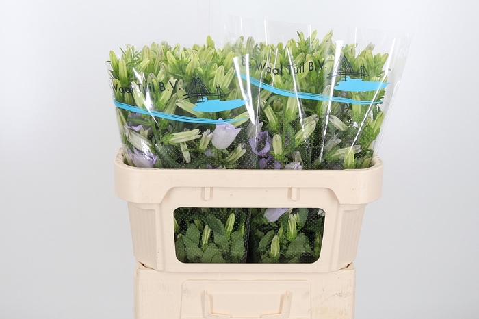 <h4>Campanula Cham Lavender</h4>