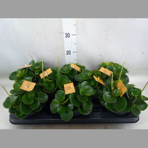 Pilea alumi
