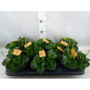 Pilea alumi