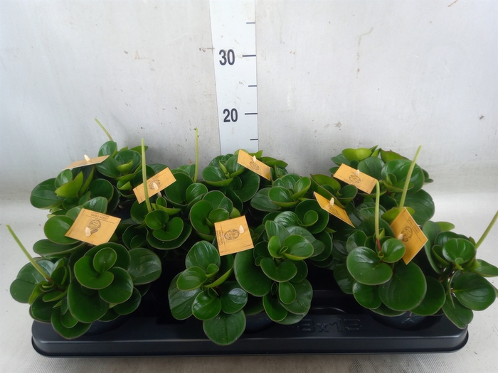 <h4>Pilea alumi</h4>