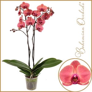 Phalaenopsis overig