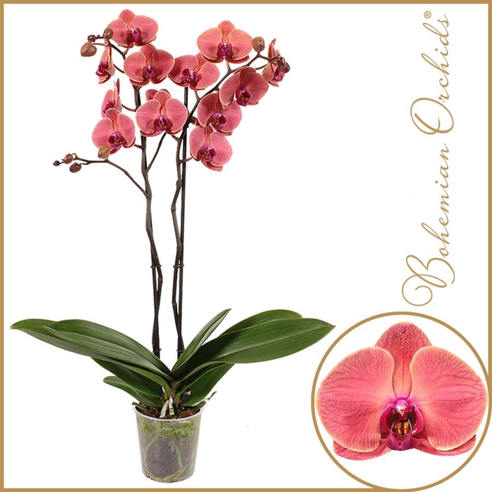<h4>Phalaenopsis overig</h4>