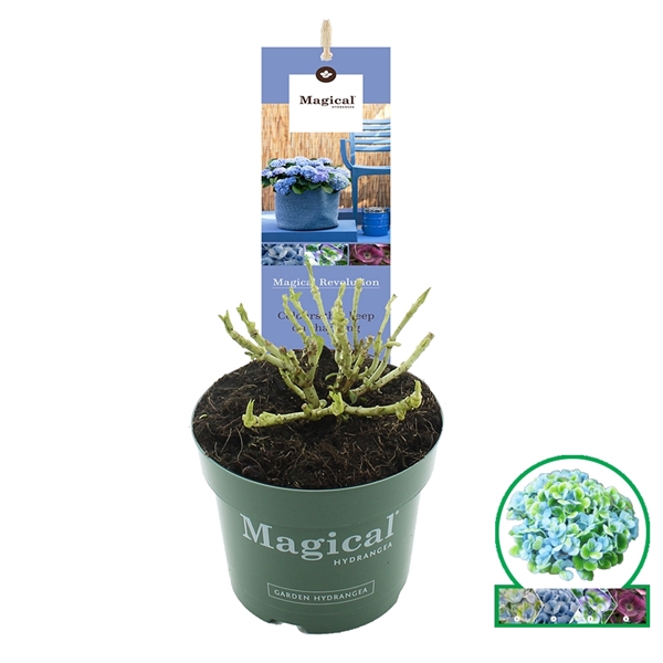 <h4>Hydrangea macr. Magical® 'Revolution'® Blauw C2 (17cm.)</h4>