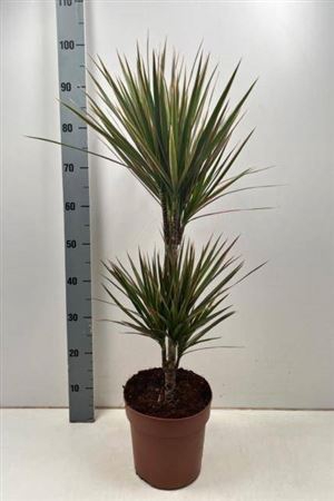 Dra Marg Bicolor