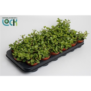 Portulacaria Afra
