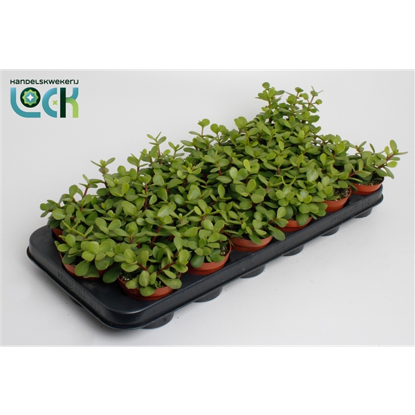 <h4>Portulacaria Afra</h4>