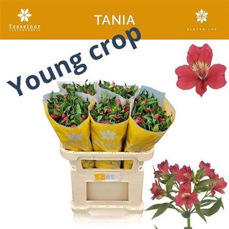 <h4>Alstr Tania</h4>