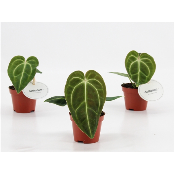 <h4>Anthurium Regale</h4>