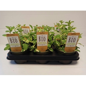 Munt Ananas P12 HERBIO steker