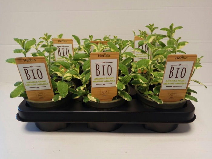 <h4>Munt Ananas P12 HERBIO steker</h4>