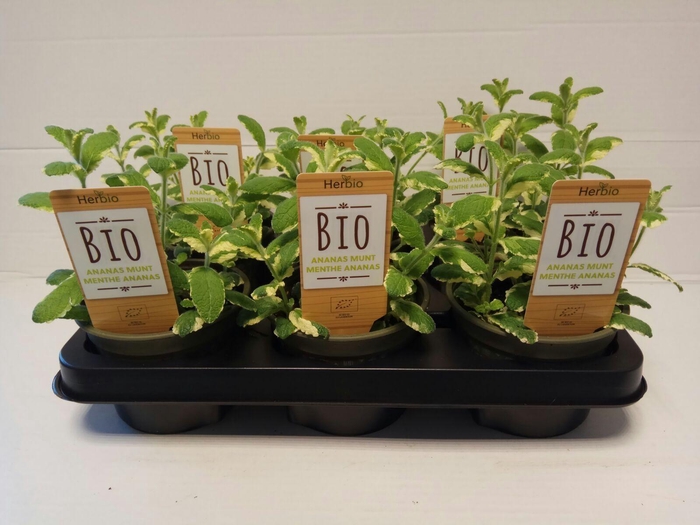 <h4>Munt Ananas P12 HERBIO steker</h4>