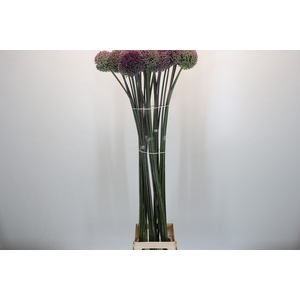 Allium Summer Drummer