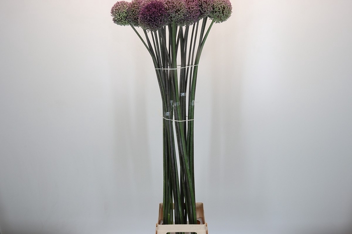 <h4>Allium Summer Drummer</h4>