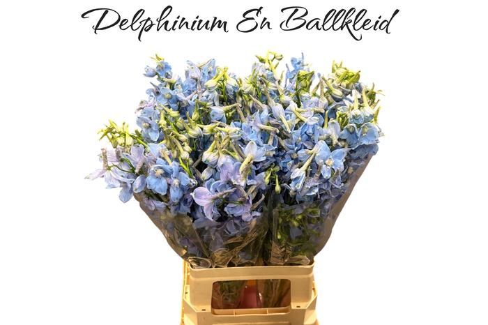 <h4>DELPH EN BALLKLEID</h4>