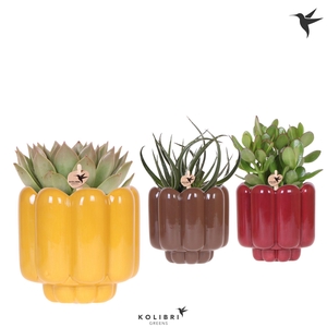 Kolibri Greens Succulenten mix in Retro pot yellow mix