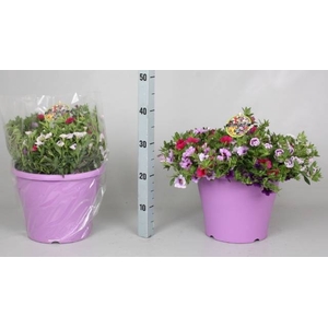 CALIB MINIF GEM POT