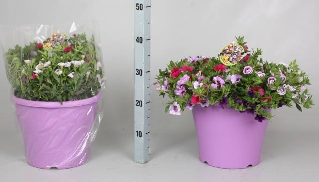 <h4>CALIB MINIF GEM POT</h4>