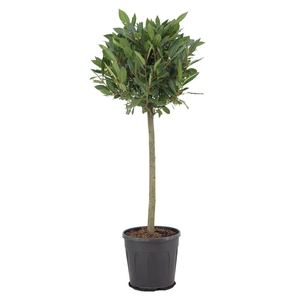 Laurus nobilis Bol op stam