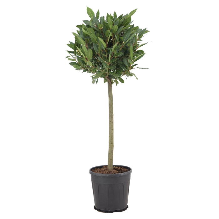 <h4>Laurus nobilis Bol op stam</h4>