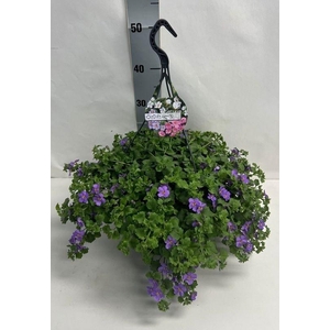 SUT BA CA TRAIL BLUE