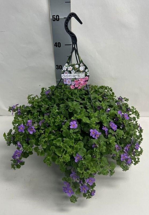 <h4>SUT BA CA TRAIL BLUE</h4>