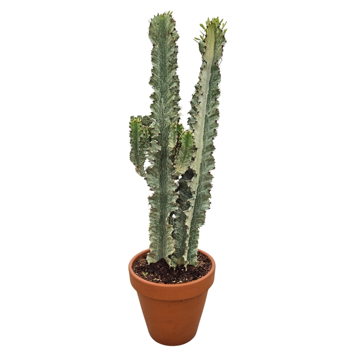 <h4>Euphorbia abyssinica</h4>