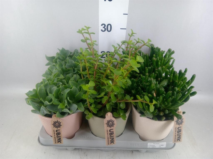<h4>Succulents   ...</h4>